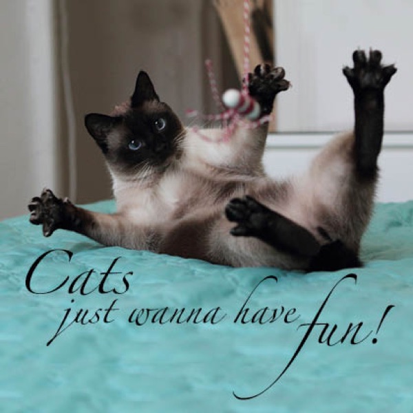 Kunstpostkarte Motiv 1 cat fun